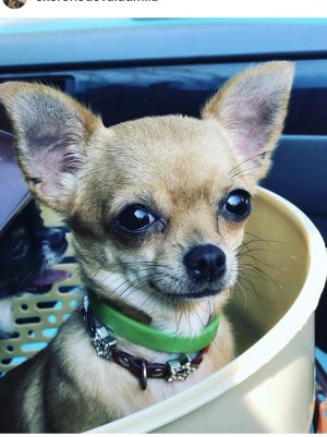 Dog Photo