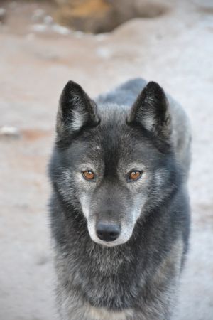 Dog Photo