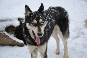 Dog Photo
