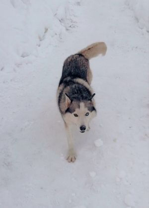 Dog Photo