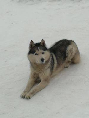 Dog Photo