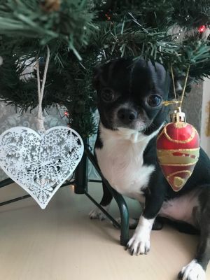 Dog Photo