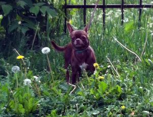 Dog Photo