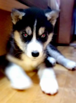 Dog Photo