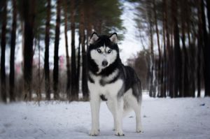 Dog Photo