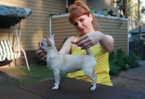 Dog Photo