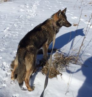 Dog Photo