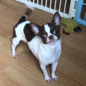 Dog Photo