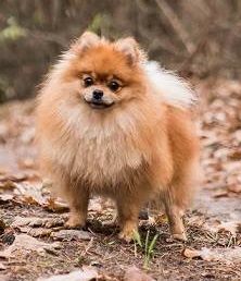 Dog Photo