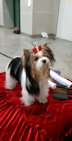 Dog Photo