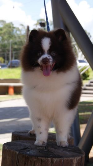 Dog Photo