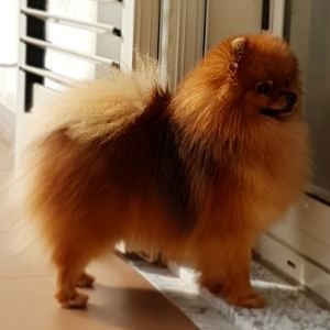 Dog Photo