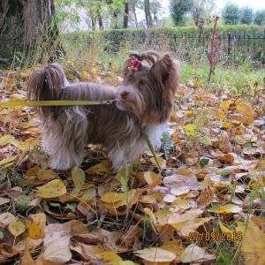 Dog Photo