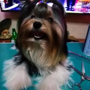 Dog Photo