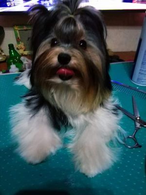 Dog Photo
