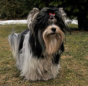 Dog Photo