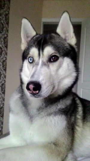 Dog Photo