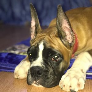 Dog Photo