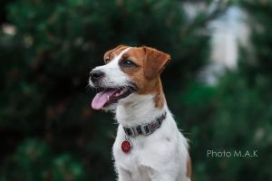 Dog Photo