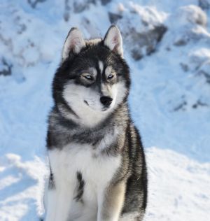 Dog Photo