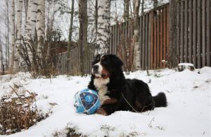 Dog Photo