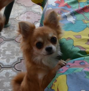 Dog Photo