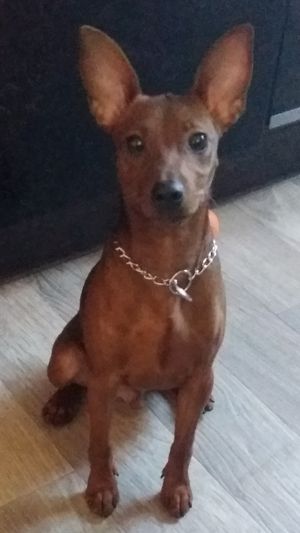 Dog Photo
