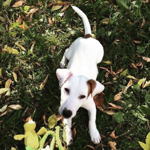 Dog Photo