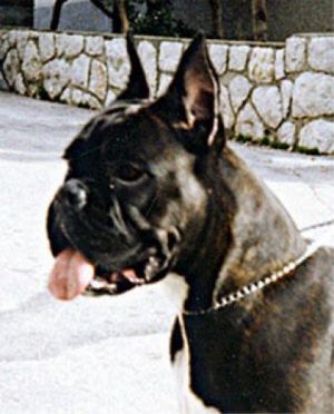 Dog Photo