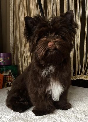 Dog Photo