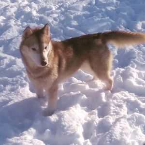Dog Photo