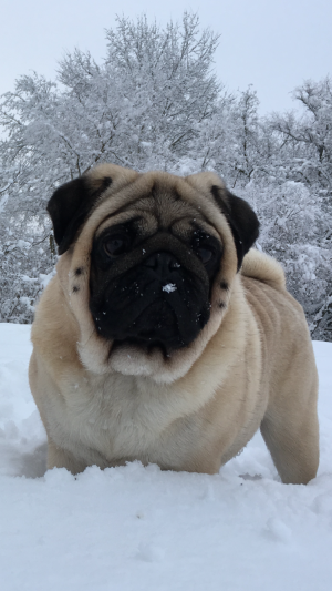 Dog Photo