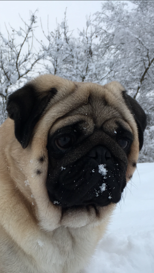 Dog Photo