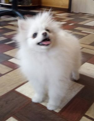 Dog Photo