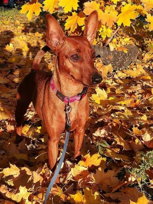 Dog Photo