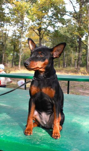 Dog Photo