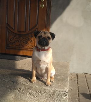 Dog Photo