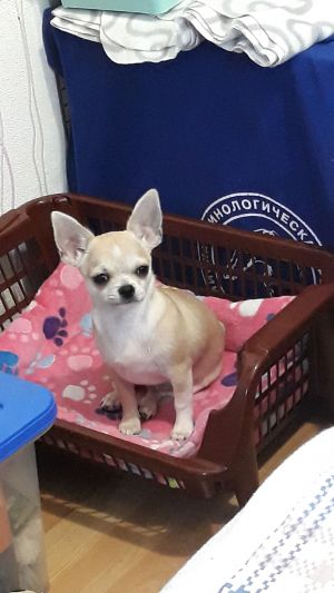 Dog Photo