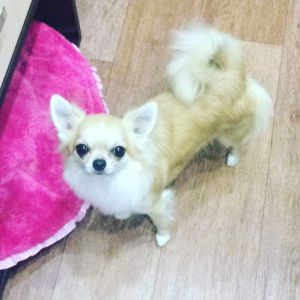 Dog Photo