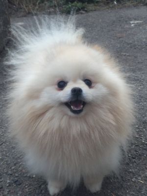Dog Photo