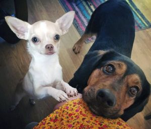 Dog Photo