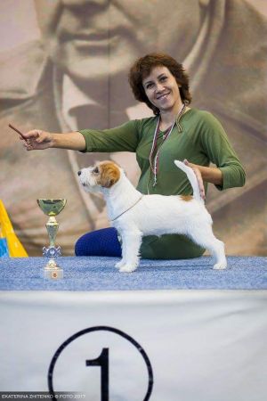 Dog Photo