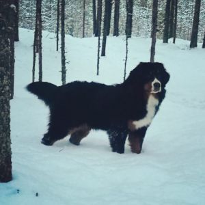 Dog Photo