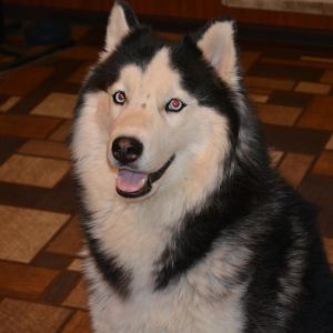 Dog Photo