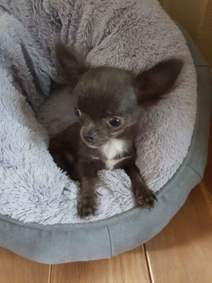 Dog Photo