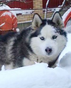 Dog Photo