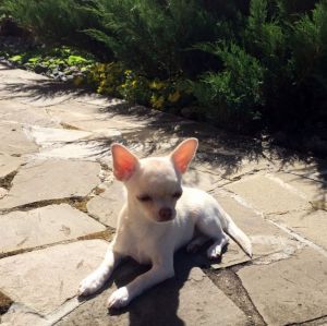 Dog Photo
