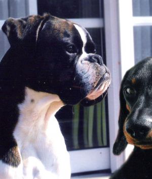 Dog Photo