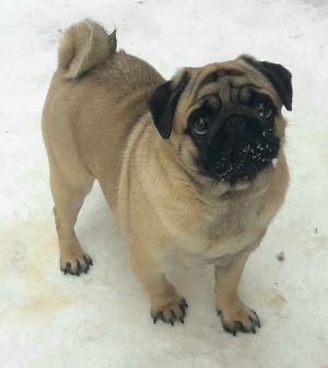 Dog Photo