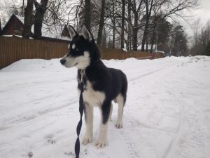 Dog Photo